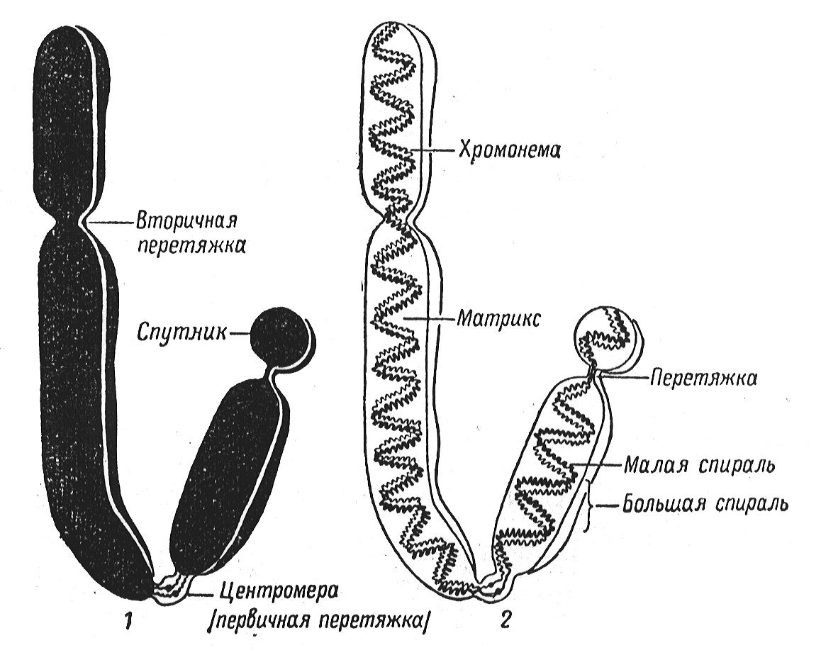 Внутреннее строение хромосом. Схема строения метафазной хромосомы. Схема метафазной хромосомы. Схема структурной организации метафазной хромосомы. Схематическое строение хромосомы.