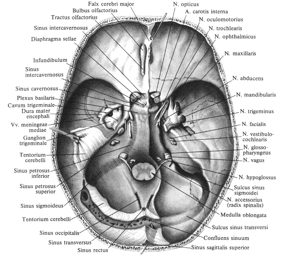 Место выхода нерва из мозга. 12 Пар черепно мозговых нервов основание черепа. Внутреннее основание черепа Черепные. Внутреннее основание черепа с выходами нервов. Основание черепа 12 пар ЧМН.