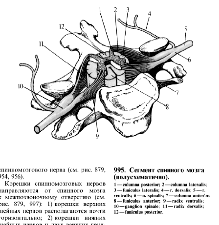 ventrális pénisz