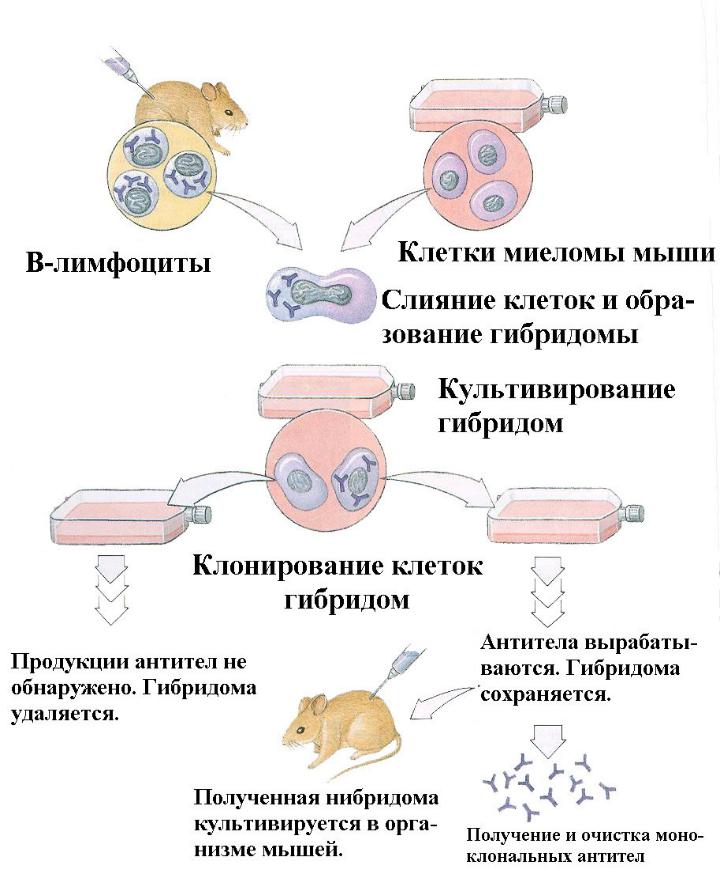 Для гибридом используются. Моноклональные антитела схема получения. Методы получения моноклональных антител. Схема получения моноклональных антител in vitro. Гибридомы и моноклональные антитела.