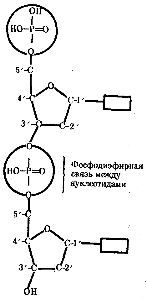 3 связанных нуклеотида