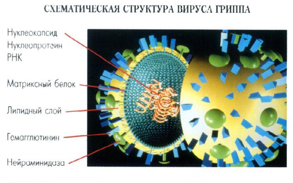 Вирус гриппа одноклеточный