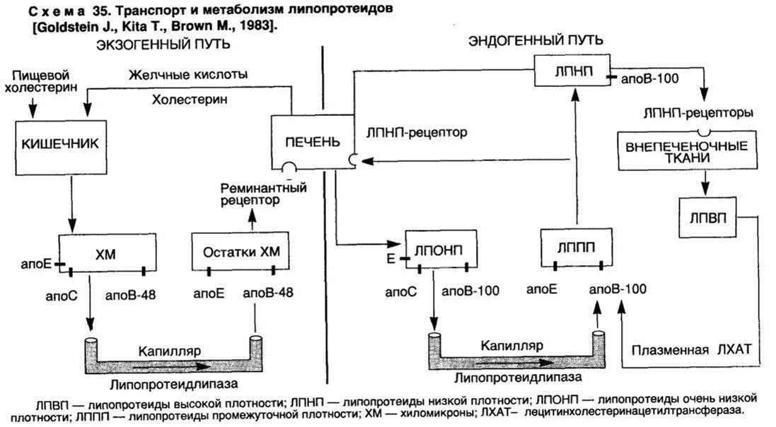 Схема лхат реакции