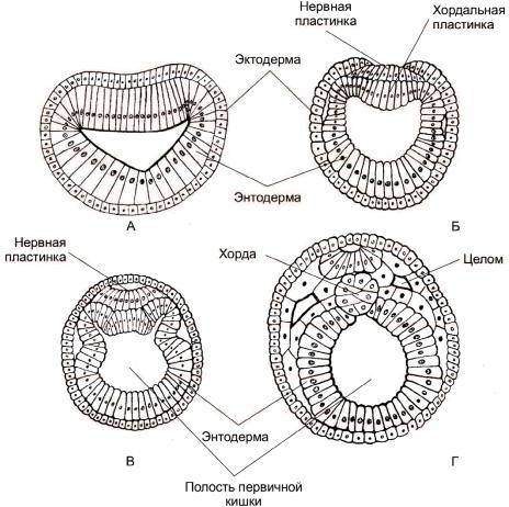Строение нейрулы рисунок с подписями