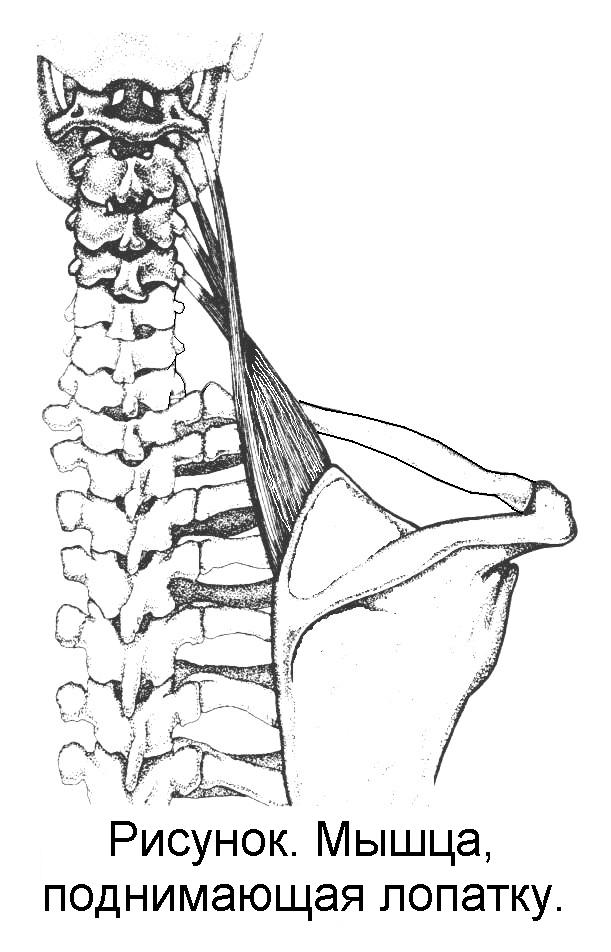 Мышца поднимающая лопатку фото