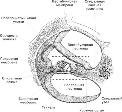 Стенки улиткового протока