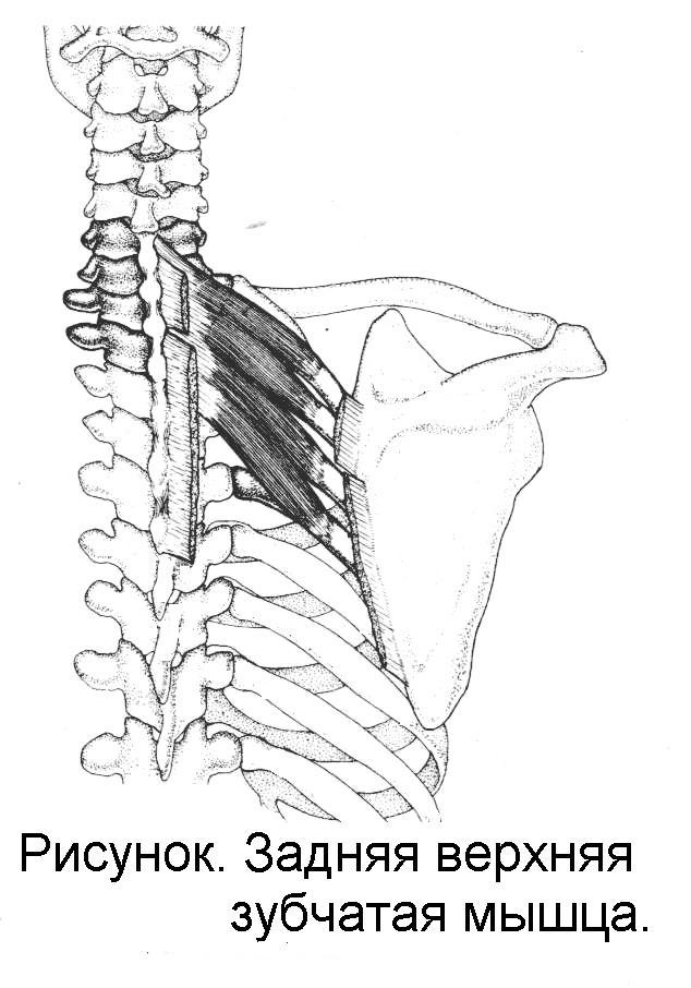 Задняя зубчатая мышца. Верхняя задняя зубчатая мышца спины. Верхняя задняя зубчатая мышца анатомия функции. Мышца, поднимающая лопатку (m. levator scapulae). Нижняя задняя зубчатая мышца спины.