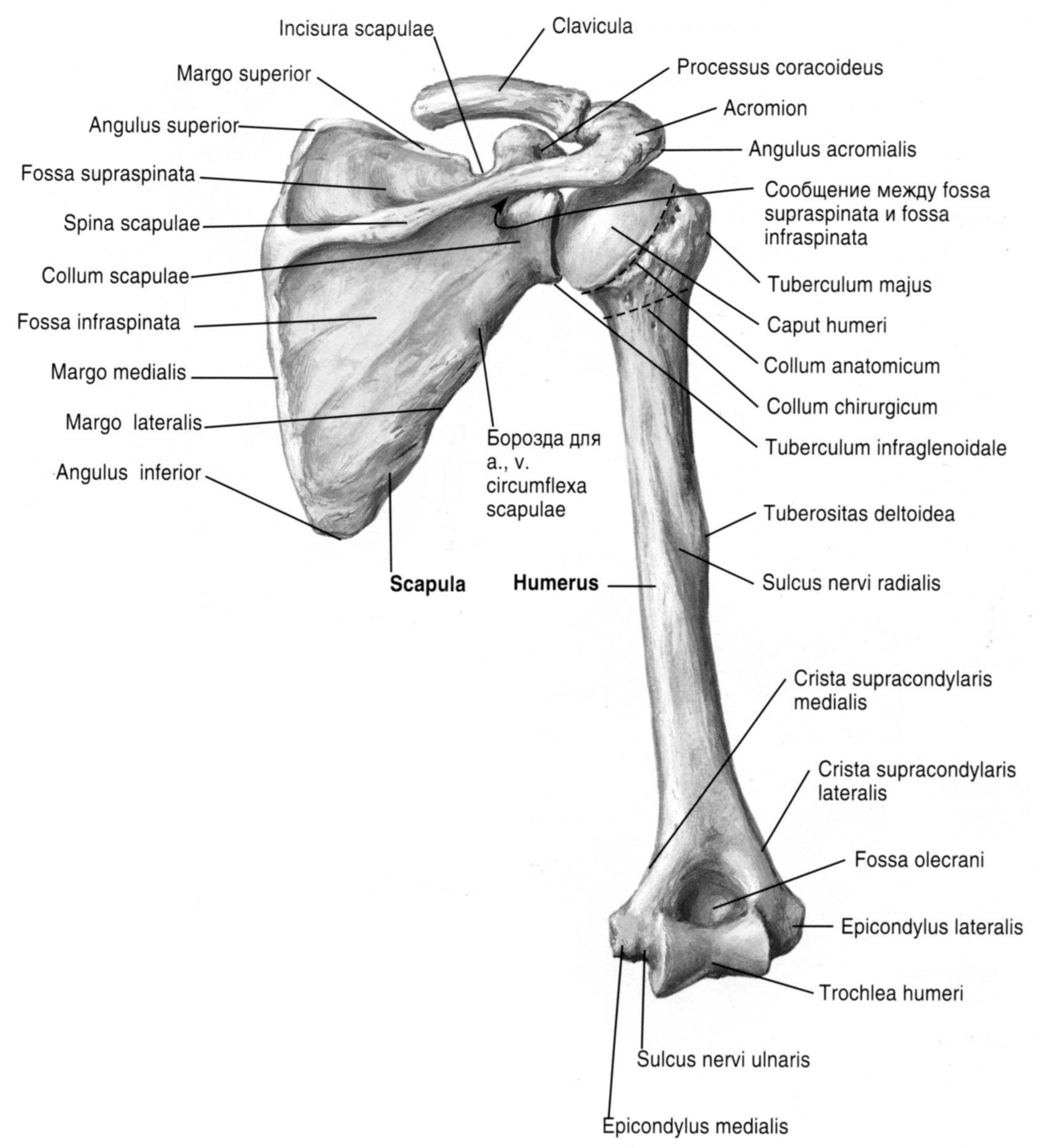 Плечевая кость латынь. Кости пояса верхней конечности анатомия. Кости плечевого пояса и верхних конечностей. Кости плечевого пояса и свободной верхней конечности. Кости верхней конечности анатомия на латыни.