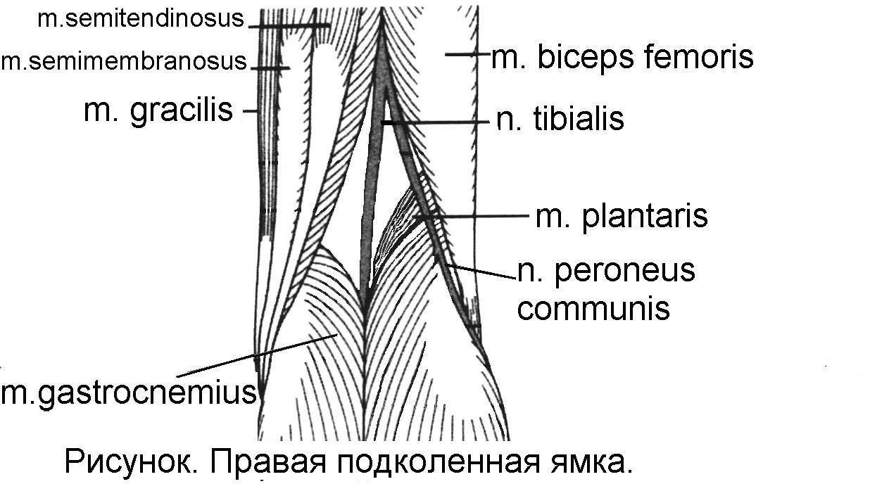 Груберов канал. Сосуды подколенной ямки анатомия. Подколенная ямка топографическая анатомия. Canalis cruropopliteus отверстия. Подколенная область топографическая анатомия.