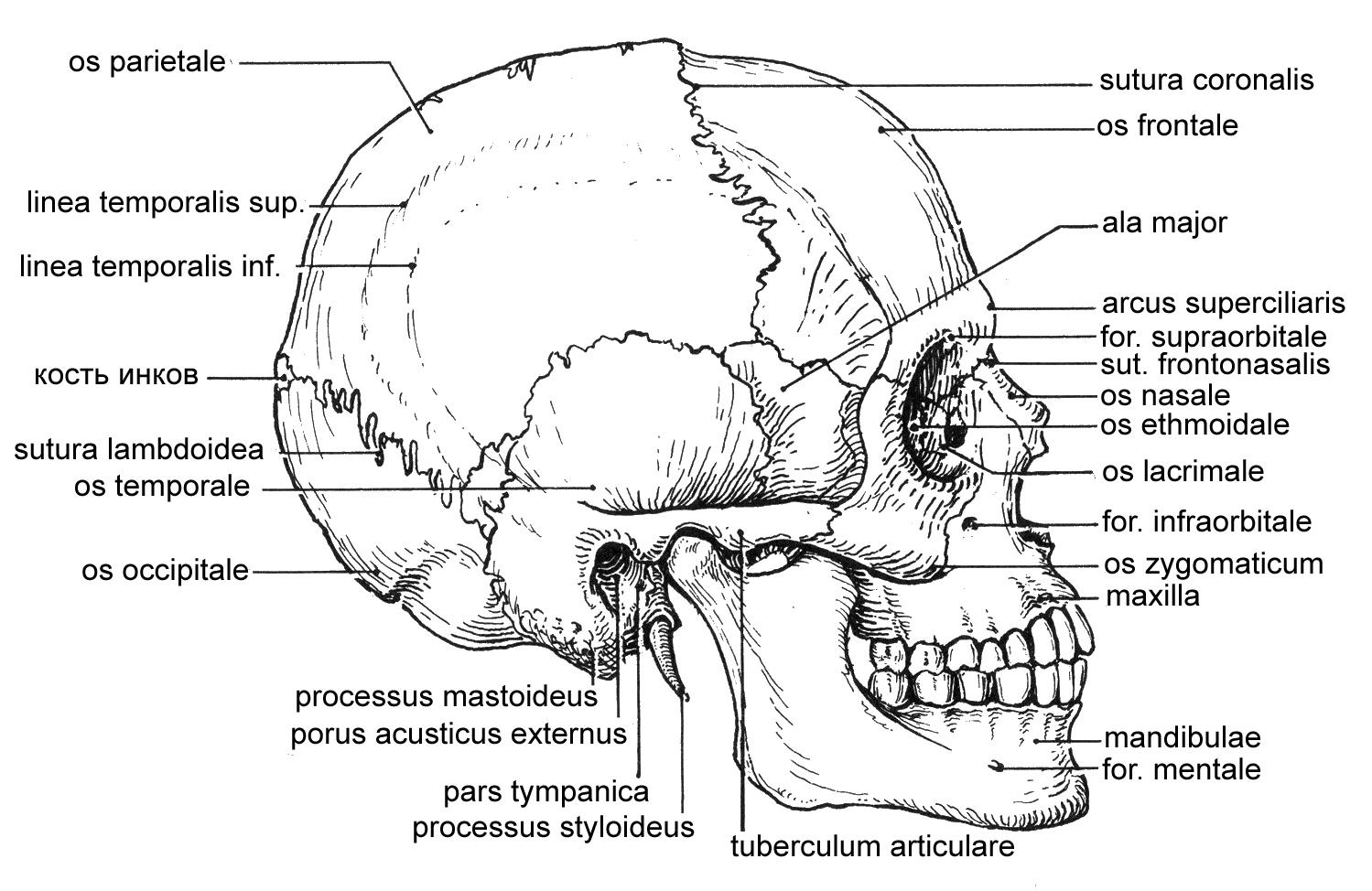 Соединение теменной кости и затылочной. Соединения костей черепа анатомия швы. Соединение костей черепа анатомия человека. Кости черепа человека анатомия швы. Швы костей черепа анатомия.