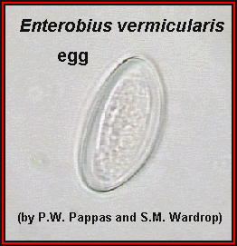 enterobius vermicularis óvoda)