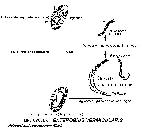Enterobius vermicularis zoonosis, Enterobius vermicularis zoonosis. Paraziták lamblia helminták