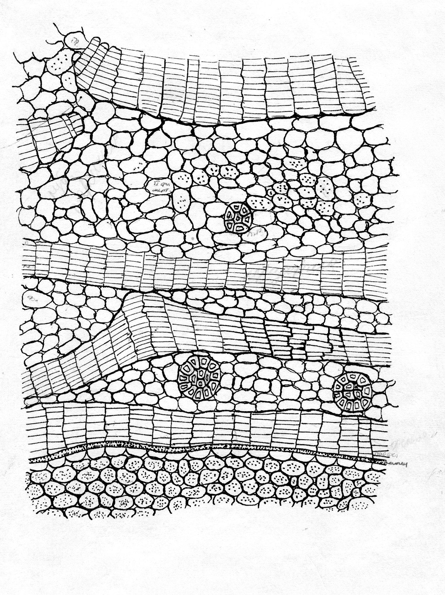 Слой покровной ткани. Покровная ткань растений корка. Строение покровной ткани растений. Ткани растений покровная ткань рисунок. Покровная ткань растений рисунок.