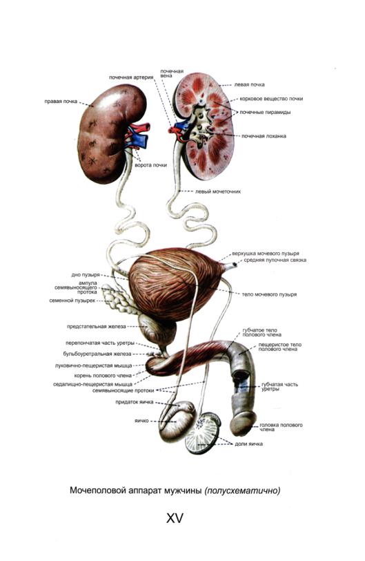 Мочевые органы мужчины. Мочеполовой аппарат мужчины вид спереди и справа. Мочеполовая система человека схема. Мужская мочевыделительная система анатомия. Анатомия мужской мочеполовой системы.