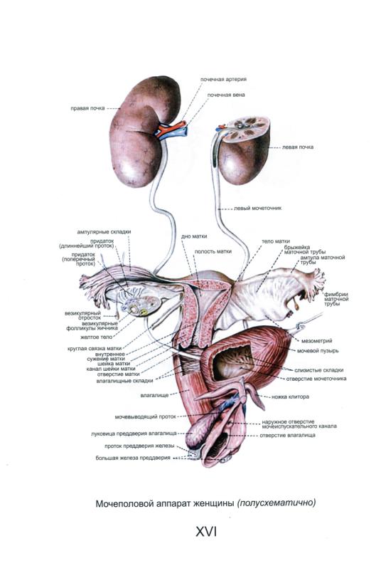 Половые органы мочевой системы. Строение мочеполового аппарата. Мочевыделительная система женщины анатомия. Мочеполовой аппарат женщины анатомия. Анатомия человека женская Мочеполовая система.