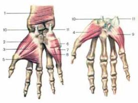 Мышцы кисти ладонная поверхность