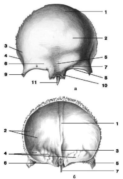 Лобные латынь. Строение лобной кости. Лобная кость анатомия человека. Лобная кость Синельников. Лобная кость сбоку.