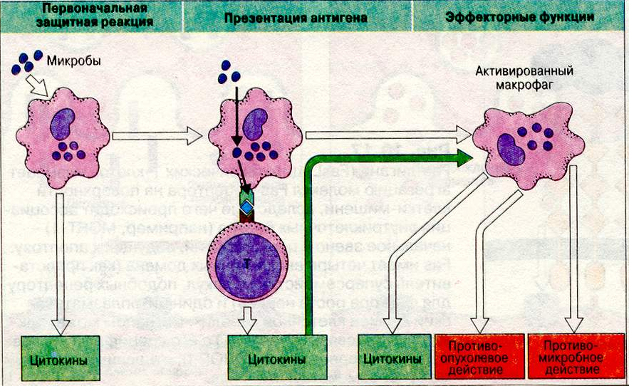 Активация макрофагов. Макрофаги функция воспаление. Функции макрофагов иммунология. Роль макрофагов в защитных реакциях организма. Макрофаги функции в иммунном ответе.