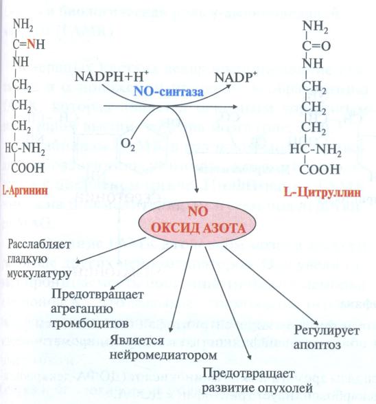 Соединения азота в организме. Биосинтез оксида азота в организме. Механизмы действия оксида азота биохимия. Роль оксида азота в организме человека. Оксид азота для организма человека.