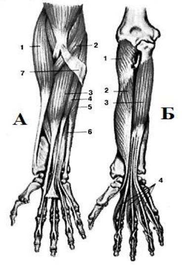 Длинная ладонная мышца фото