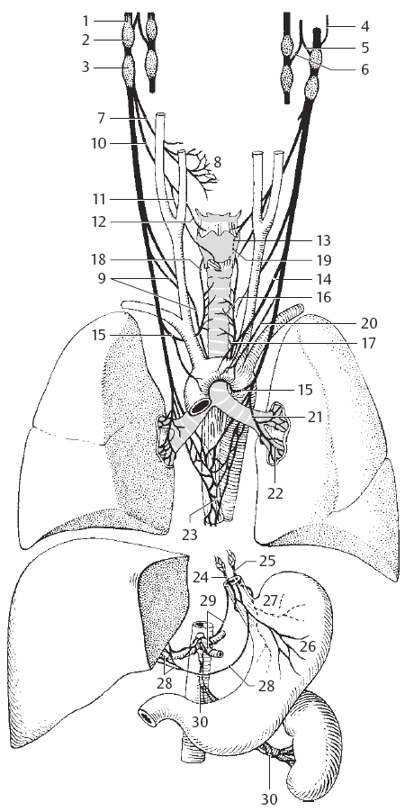 Иннервация блуждающего нерва. Схема блуждающего нерва анатомия. Блуждающий нерв анатомия схема. Блуждающий нерв анатомия животных. Ход блуждающего нерва схема.