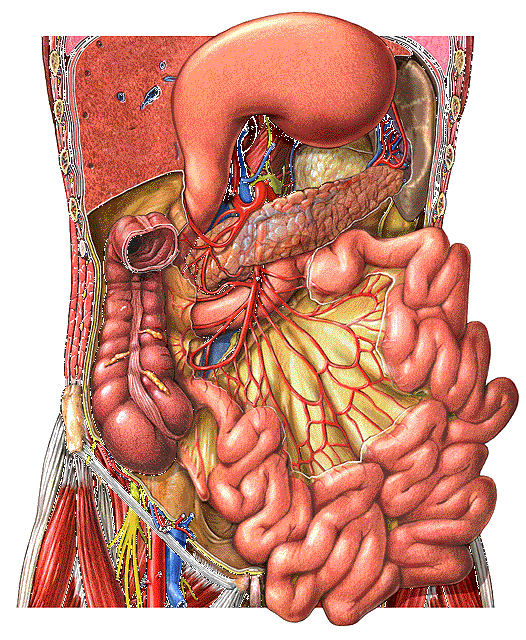 Расположение толстой кишки в брюшной полости Diverticulitis: Symptoms, Treatment, and More