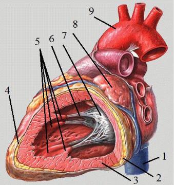 3 околосердечная сумка. Топографическая анатомия сердца. Топография перикарда и его пазух.. Сердце топография перегородки. Сердце это четырехкамерный мышечный орган работающий. Топография сердца у МРС.