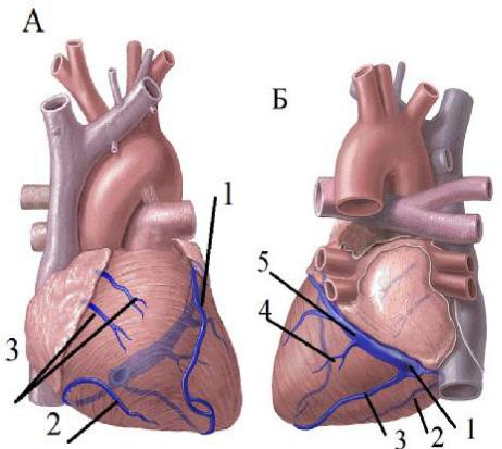 3 околосердечная сумка. Перегородки и борозды сердца. Синоаурикулярная борозда в сердце.
