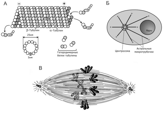 Вещество разрушающее микротрубочки веретена деления