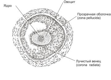 Генетический замысел - Telegraph