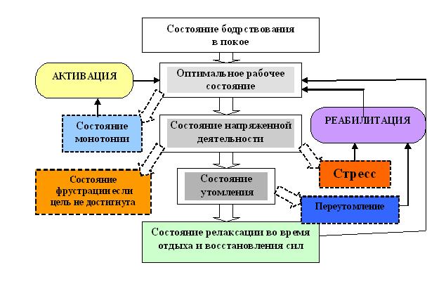 Функциональная деятельность специалиста
