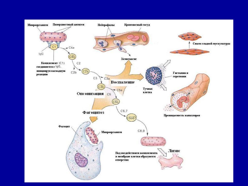 Пути активации комплемента иммунология схема