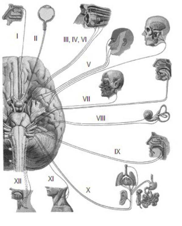 Черепные нервы человека относят к. 12 Пар черепных нервов схема. 12 Пар черепно мозговых нервов схема. Иннервация черепно мозговых нервов схемы. Схема 12 пар ЧМН.