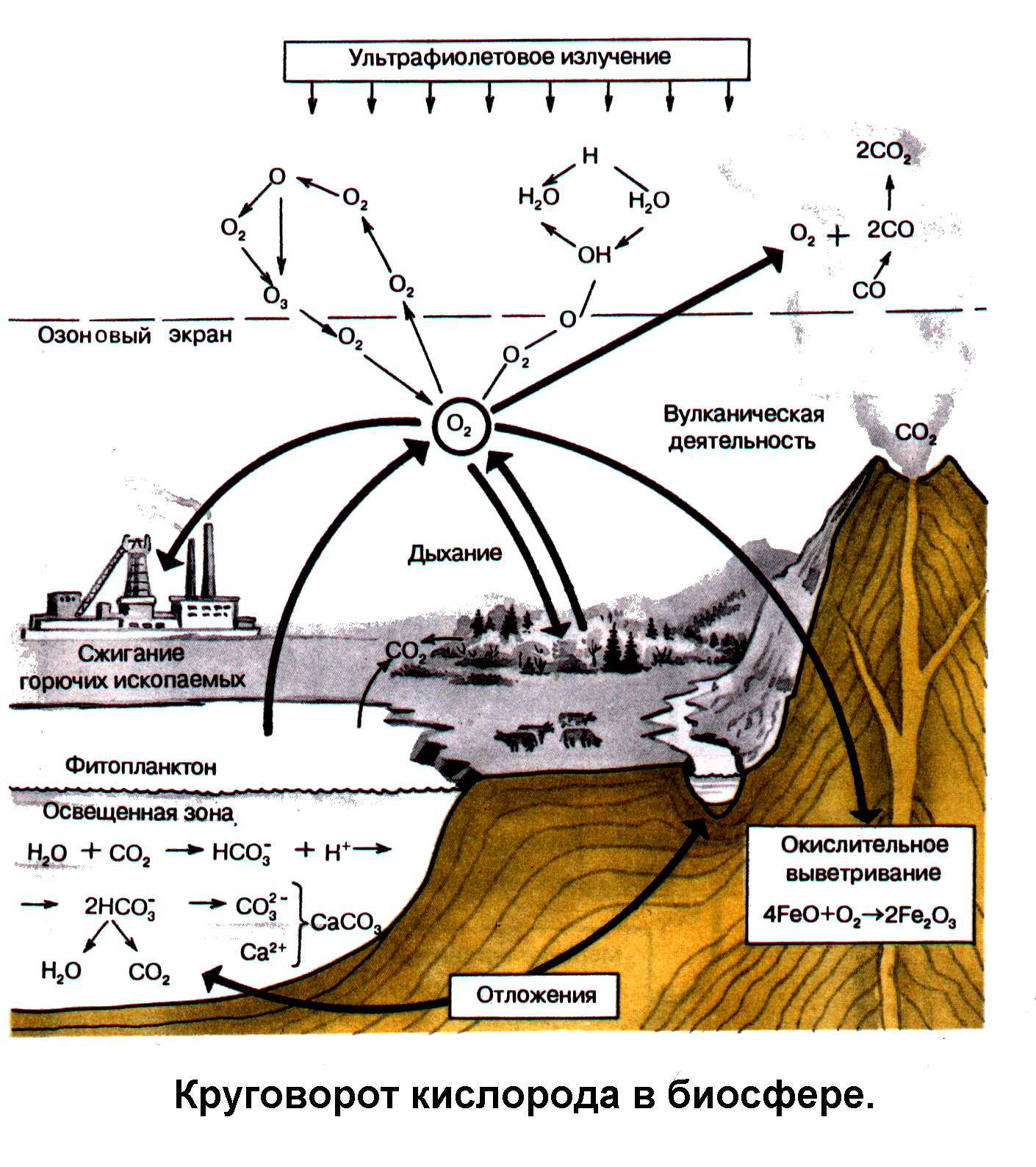 Круговорот кислорода процессы. Схема круговорота кислорода в биосфере схема. Круговорот кислорода в биосфере. Круговорот кислорода в биосфере схема. Биогеохимический круговорот кислорода.
