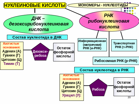 Полимеразная цепная реакция (ПЦР)