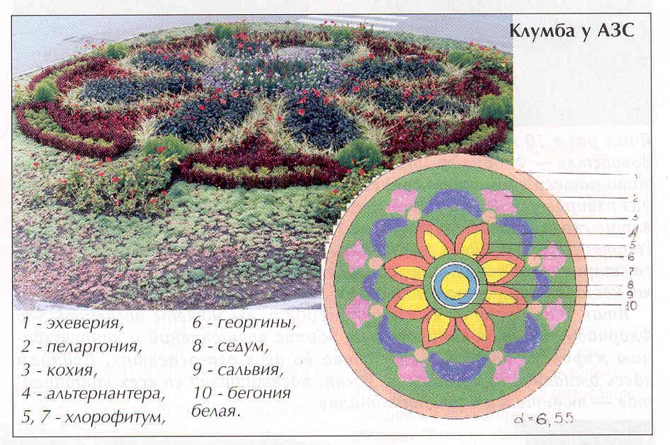 Сальвия схема посадки