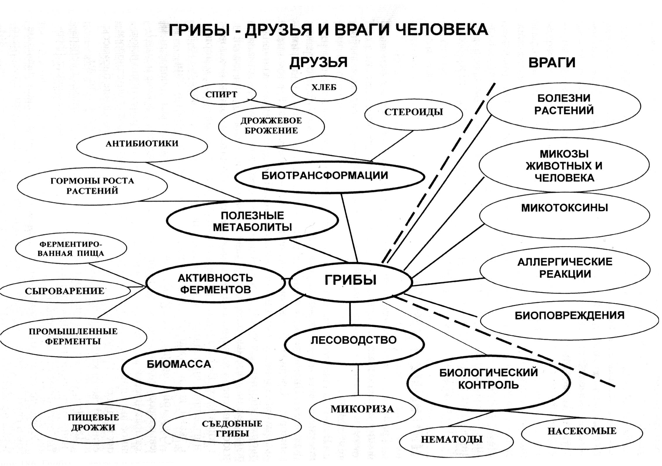 Грибы в жизни человека проект