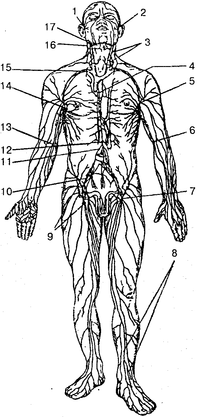 Система лимфоузлов человека. Лимфатическая система лимфоузлы. Лимфатическая система человека схема анатомия. Лимфоузлы человека схема. Лимфоузлы тела схема.