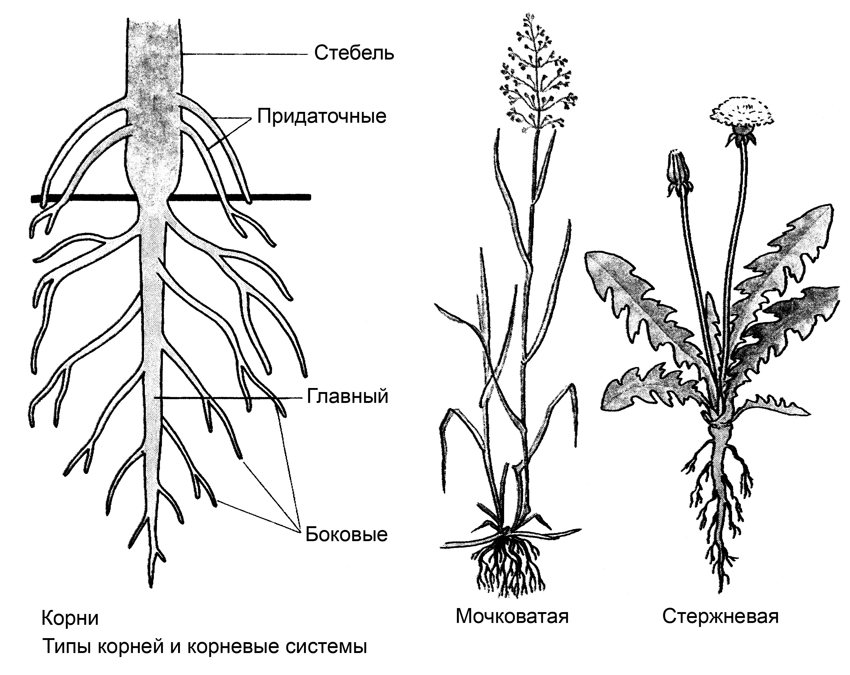 Вегетативные и генеративные органы растения