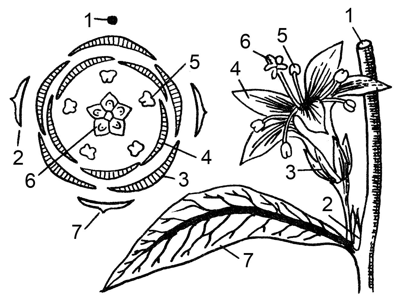 Диаграмма цветка хвойных растений. Семейство Гвоздичные формула цветка. Семейство Гвоздичные диаграмма цветка. Диаграмма цветка Плауновые. Звездчатка диаграмма цветка.