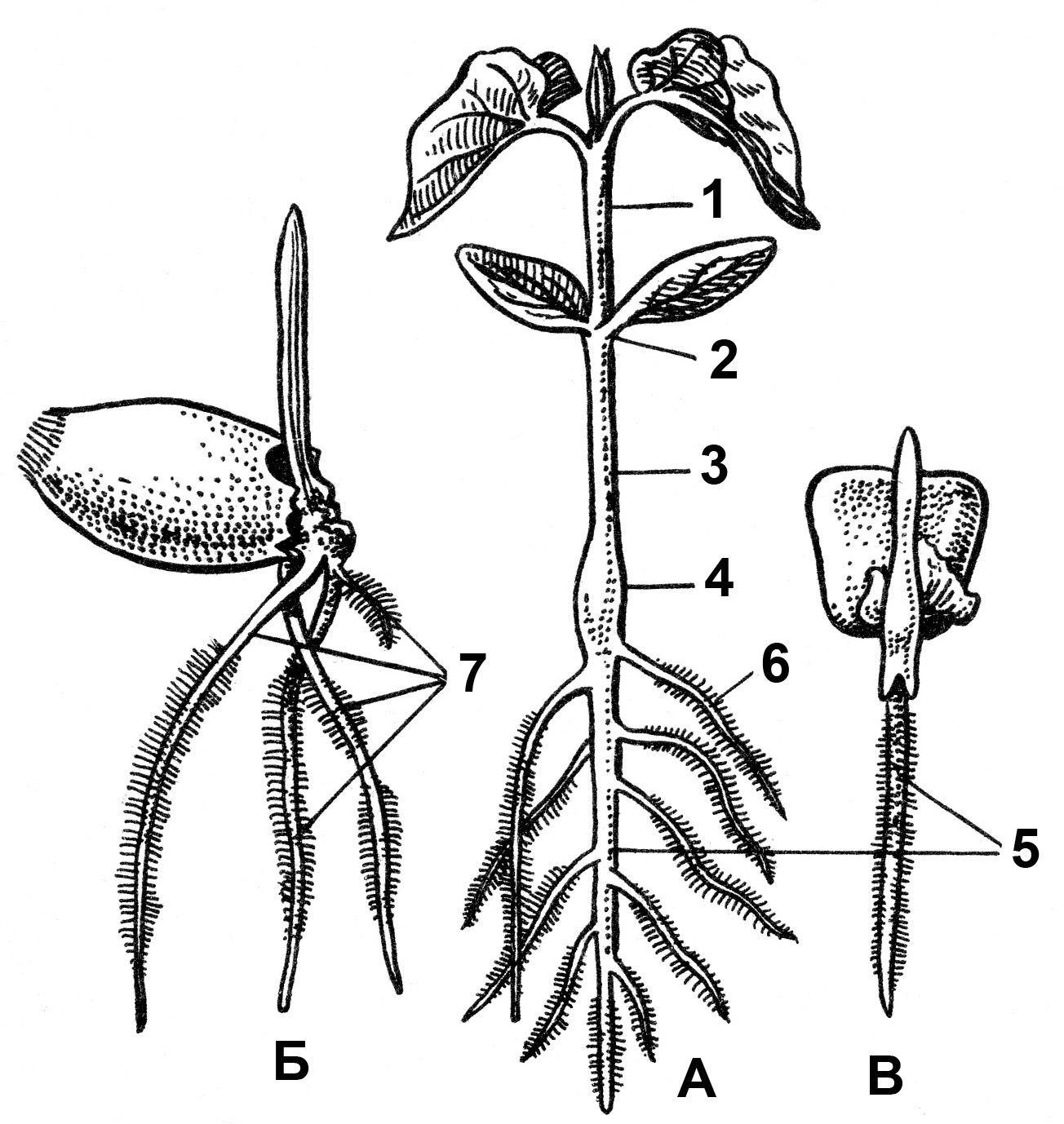 Строение корня фасоли. Эпикотиль и гипокотиль. Что такое эпикотиль гипокотиль колеоптиль. Строение проростка гипокотиль. Строение проростка фасоли.