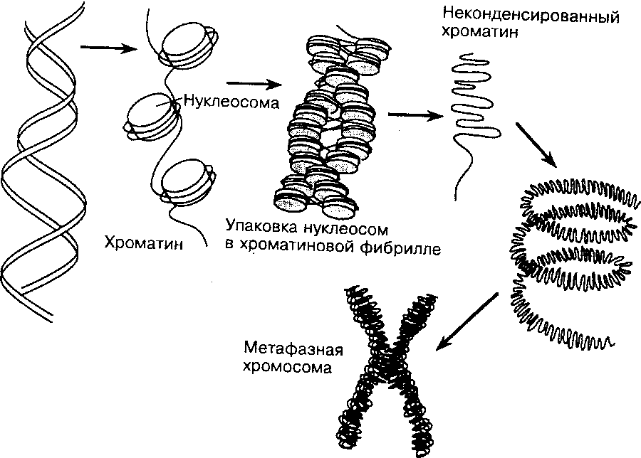 Стадии спирализации хромосом. Организация хроматина схема. Уровни компактизации хроматина рисунок. Схема уровни организации хроматина. Уровни компактизации хроматина в ядре клетки.