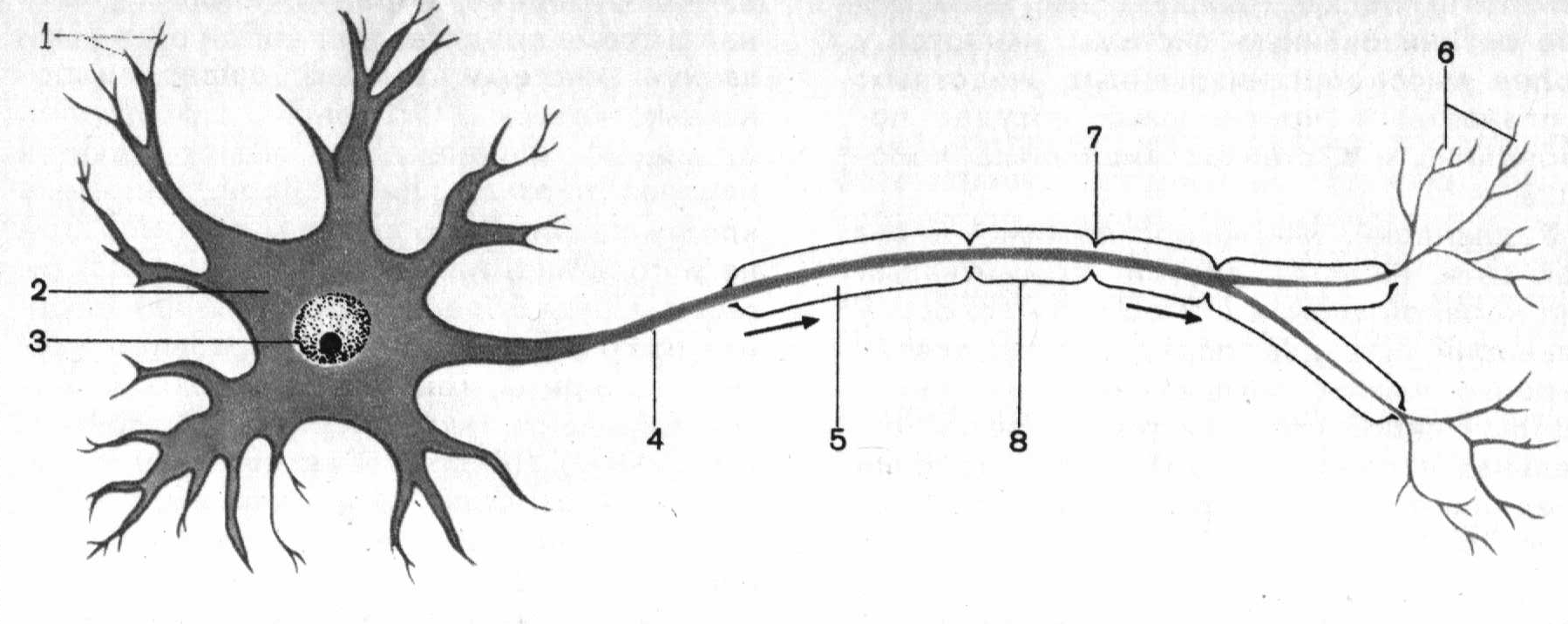 Схема строения нейрона