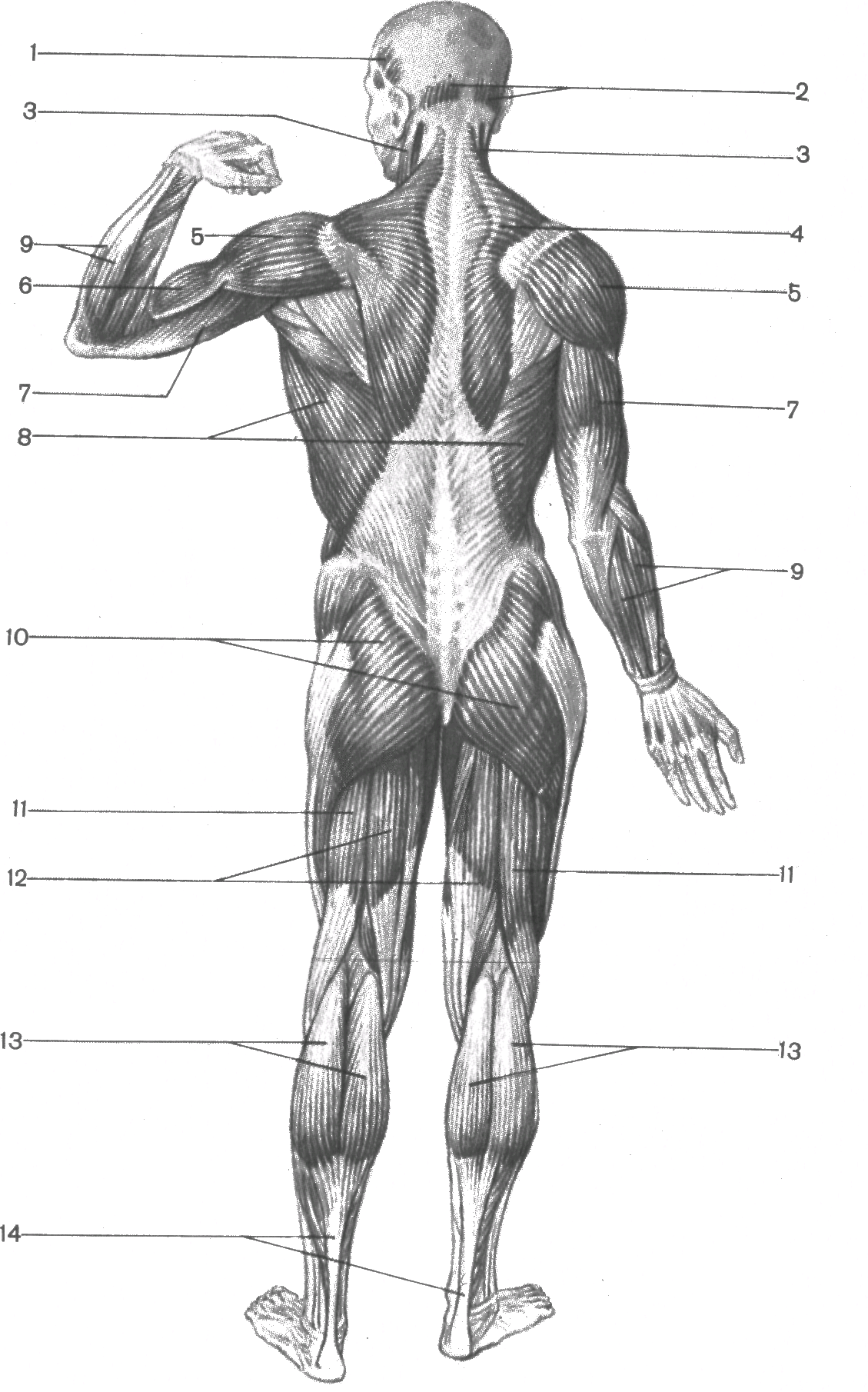Мышцы человека рисунок
