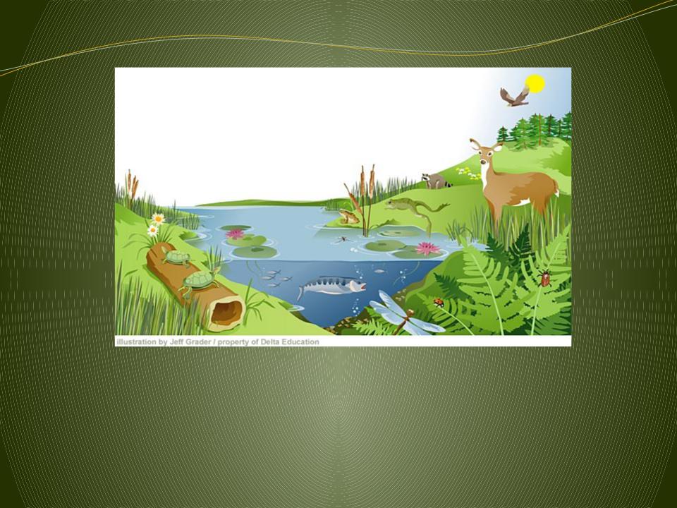 Участок земной поверхности суши или водоема. Экосистема. Экосистема для детей. Экосистема слайд. Понятие экосистемы.