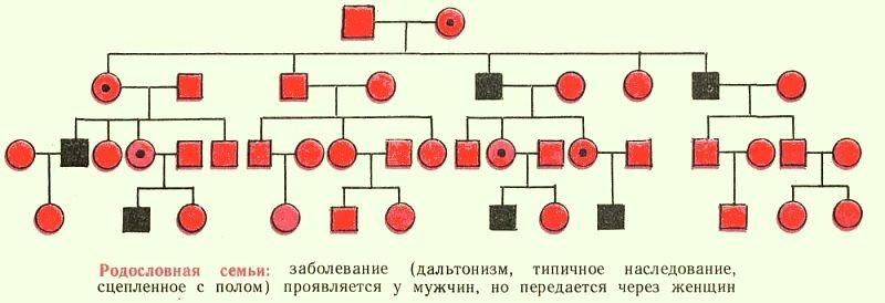 Родословная генетика образец своей семьи