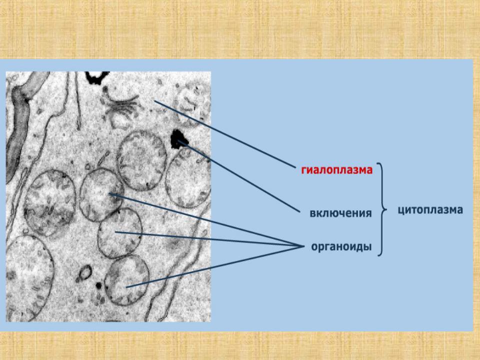 Органеллы цитоплазмы клеток. Гиалоплазма органоиды включения. Гиалоплазма это гистология. В цитозоль эукариотической клетки. Строение цитоплазмы цитоскелет.