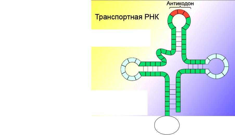 Кодоны т рнк. Антикодон т-РНК. Т РНК строение антикодон. Антикодон транспортной РНК соответствующий кодону. Антикодон т-РНК соответствует определенной аминокислоте и:.