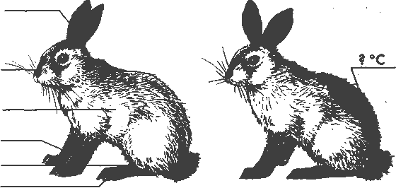 Изменение окраски шерсти кролика. Окрас шерсти у кроликов. Рассмотрите рисунок объясните. Опыт с Горностаевым кроликом. Зайцы на Петропавловке рисунок.