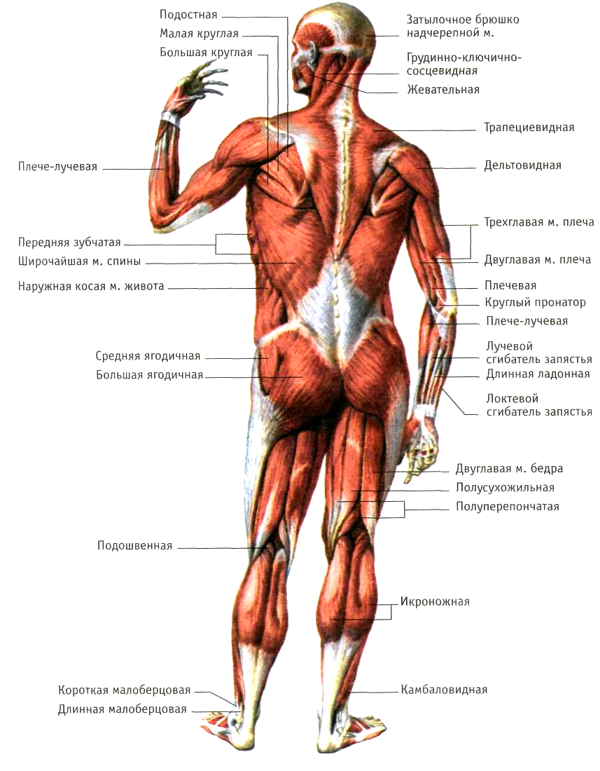 Название организма человека. Мышечная система человека вид спереди.